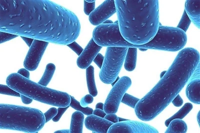 Ki benefis Lactobacillus plantarum pou kò imen an?