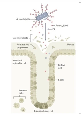 Ki diferans ki genyen ant probiotik AKK ak lòt probiotik?