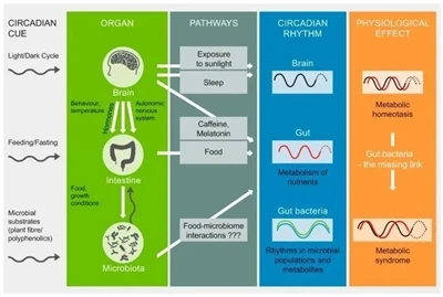 Ki avantaj ki genyen nan probiotik AKK?