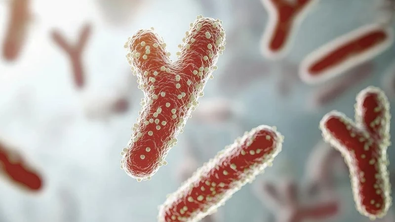 Bifidobacterium Bifidum Bifidobacterium Bifidum